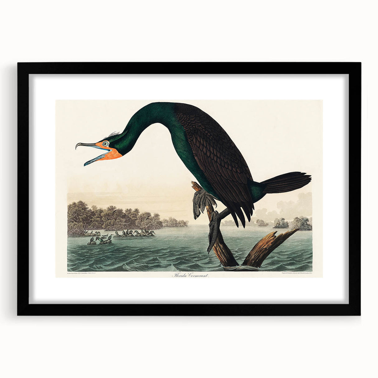Romantic Art Prints: Florida Cormorant by John James Audubon