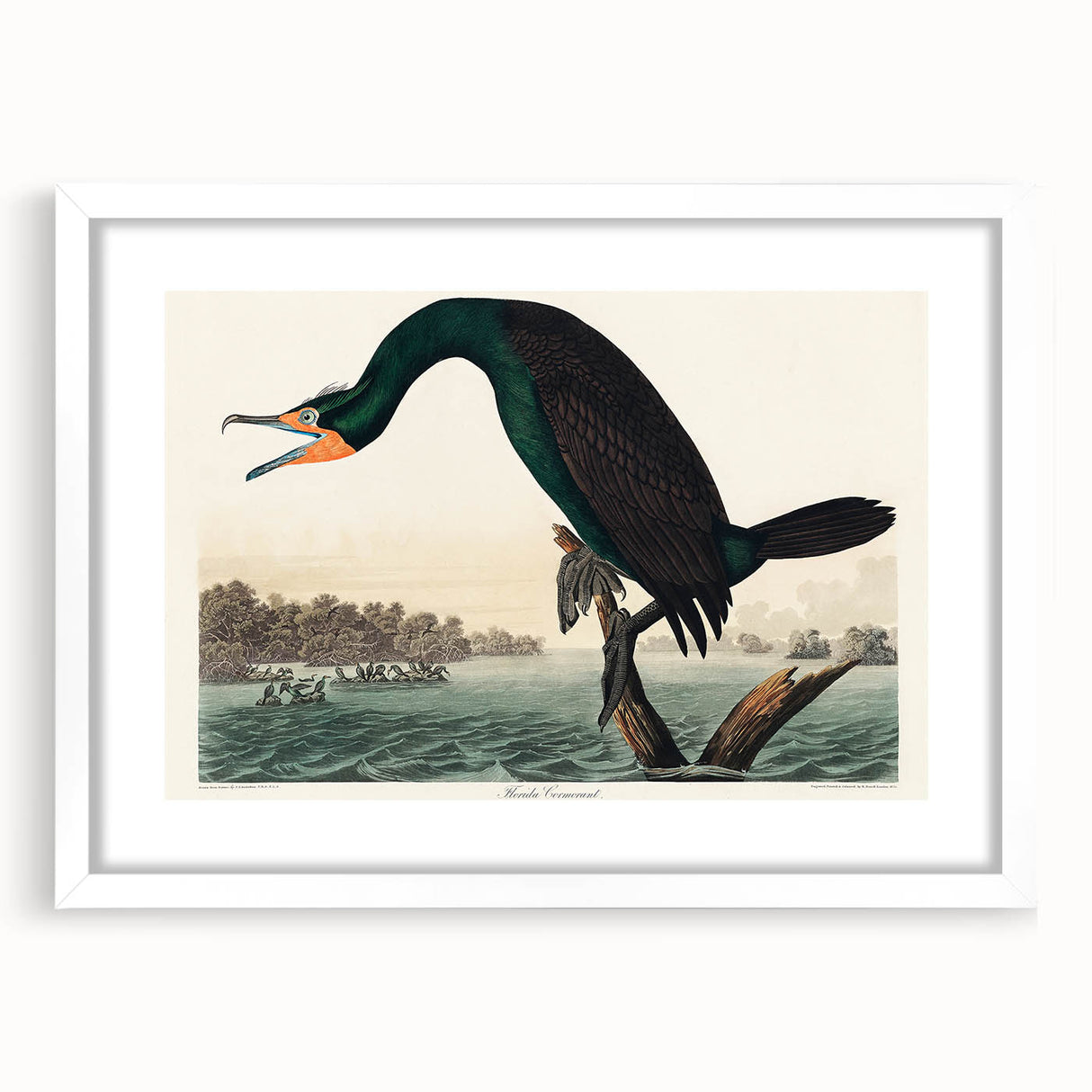 Romantic Art Prints: Florida Cormorant by John James Audubon