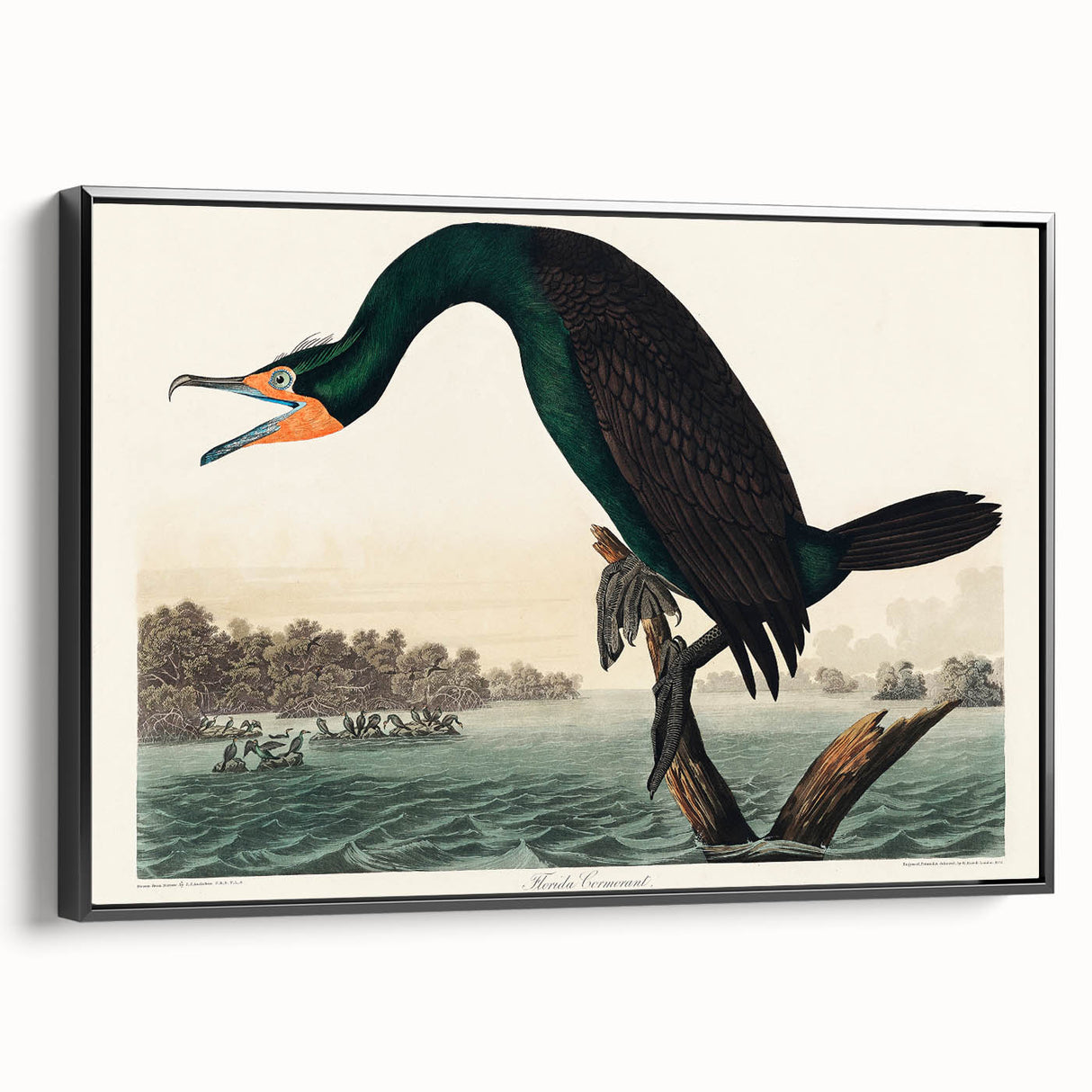 Romantic Art Prints: Florida Cormorant by John James Audubon