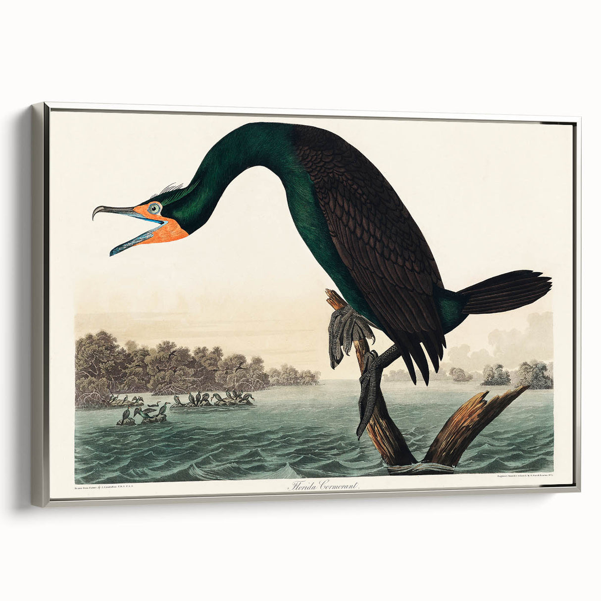 Romantic Art Prints: Florida Cormorant by John James Audubon