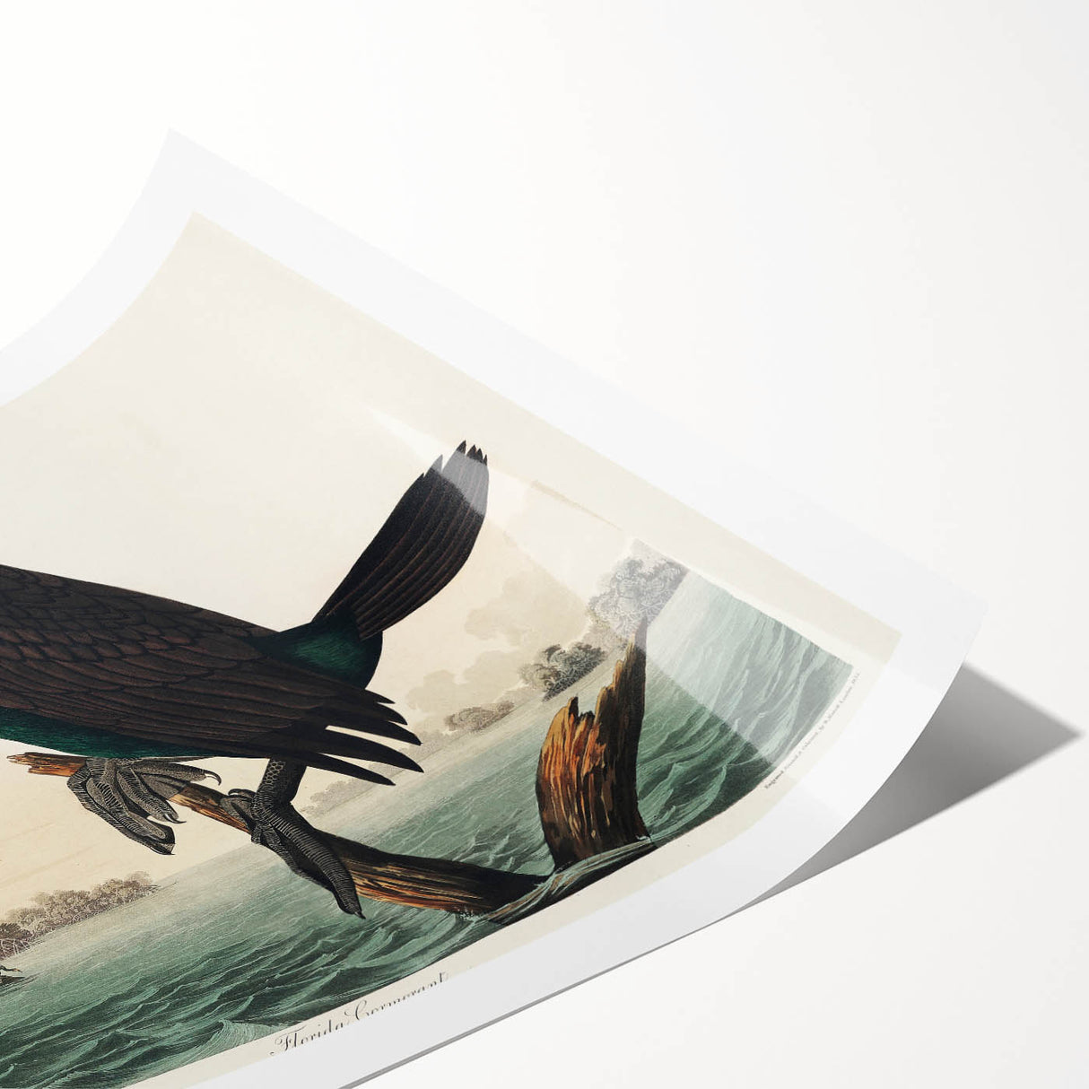 Romantic Art Prints: Florida Cormorant by John James Audubon