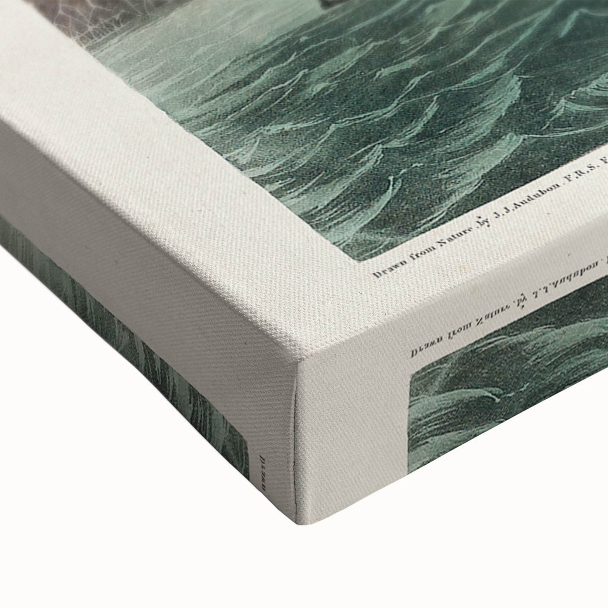 Romantic Art Prints: Florida Cormorant by John James Audubon