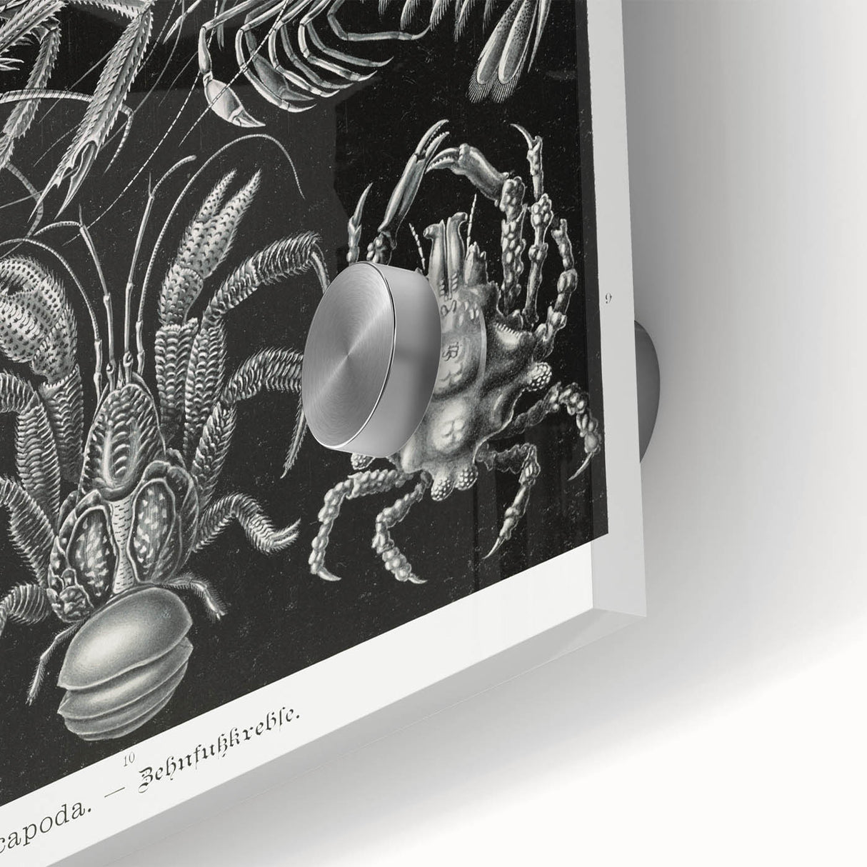Modern Wall Art - Ernst Haeckel’s Decapoda Illustration Print