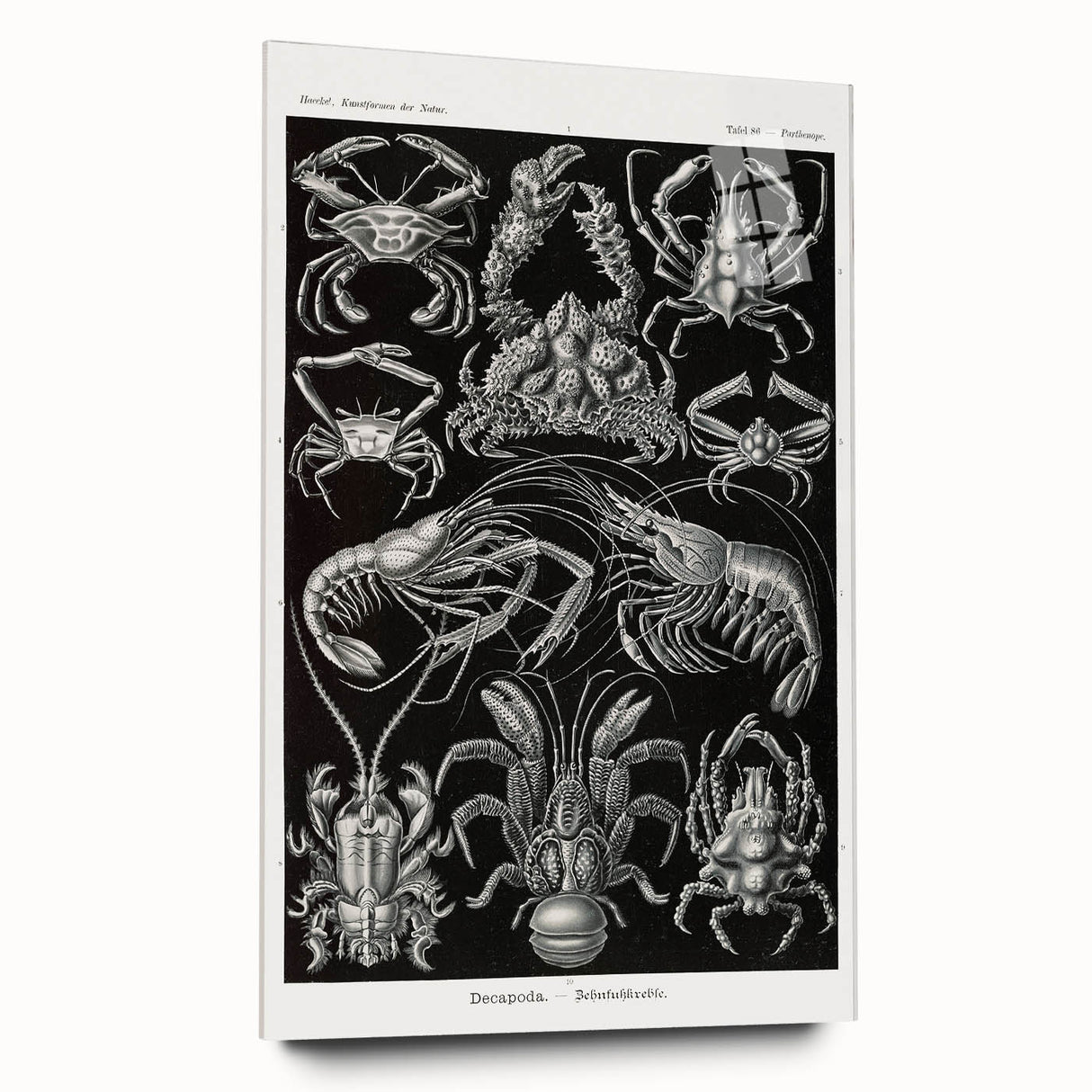 Modern Wall Art - Ernst Haeckel’s Decapoda Illustration Print