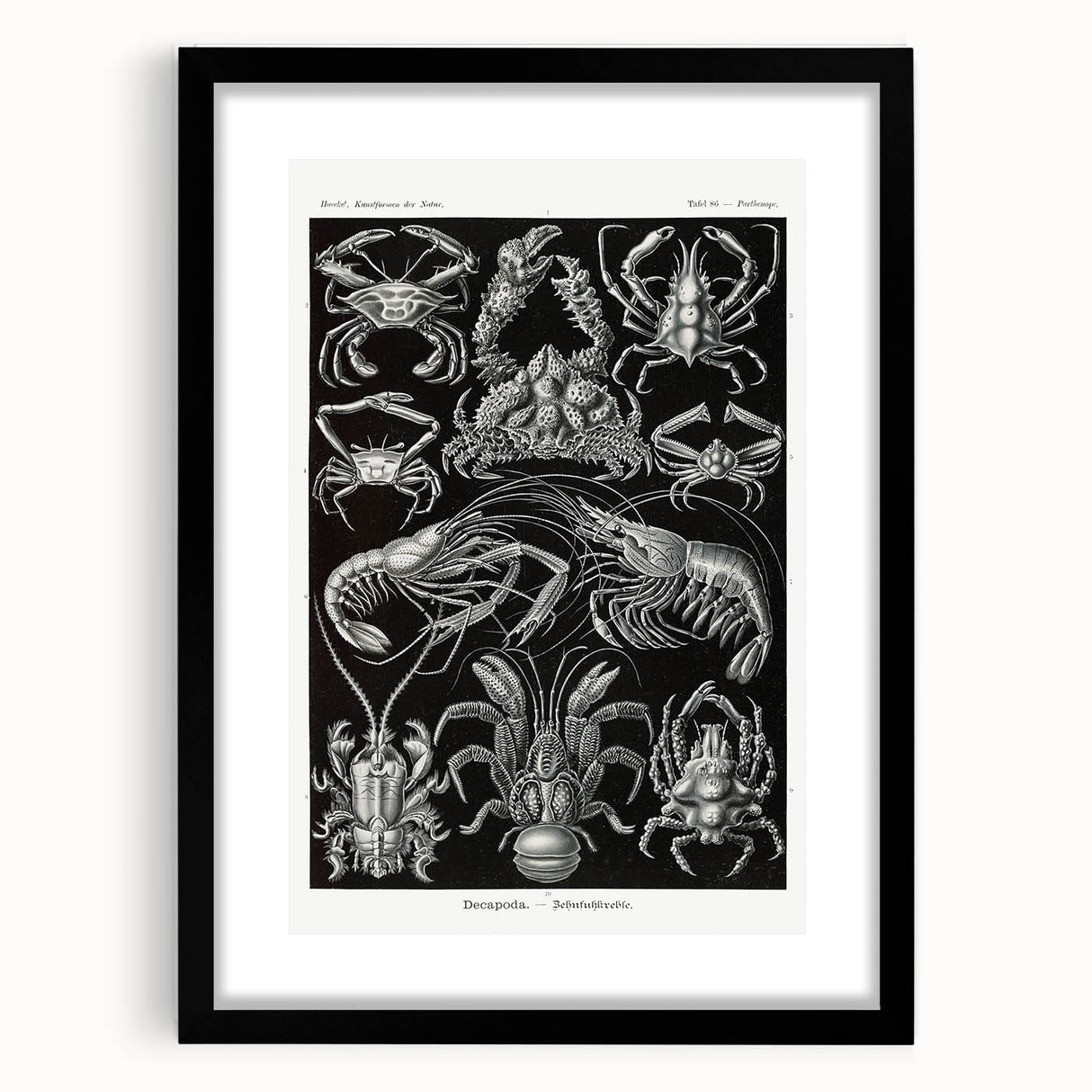 Modern Wall Art - Ernst Haeckel’s Decapoda Illustration Print
