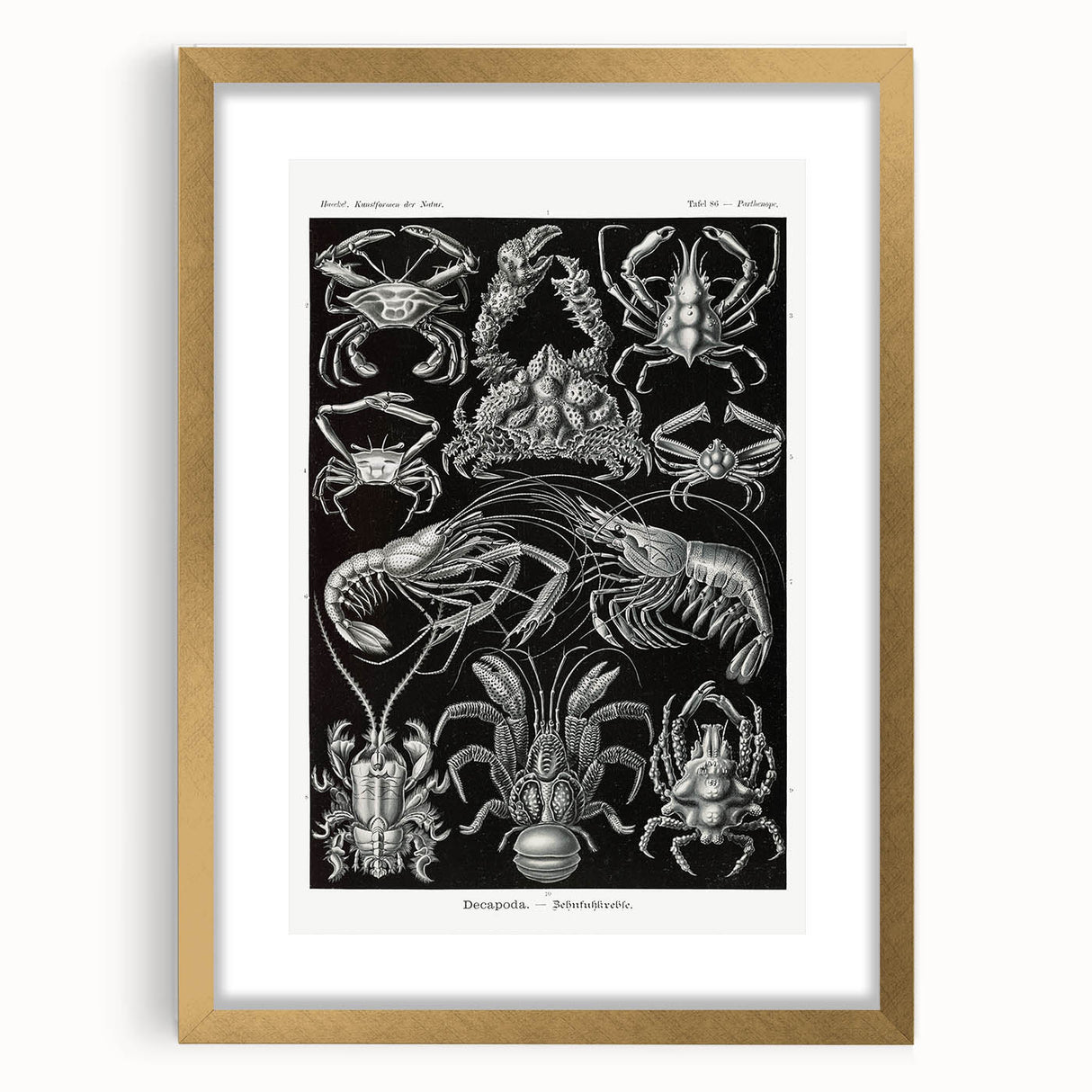 Modern Wall Art - Ernst Haeckel’s Decapoda Illustration Print