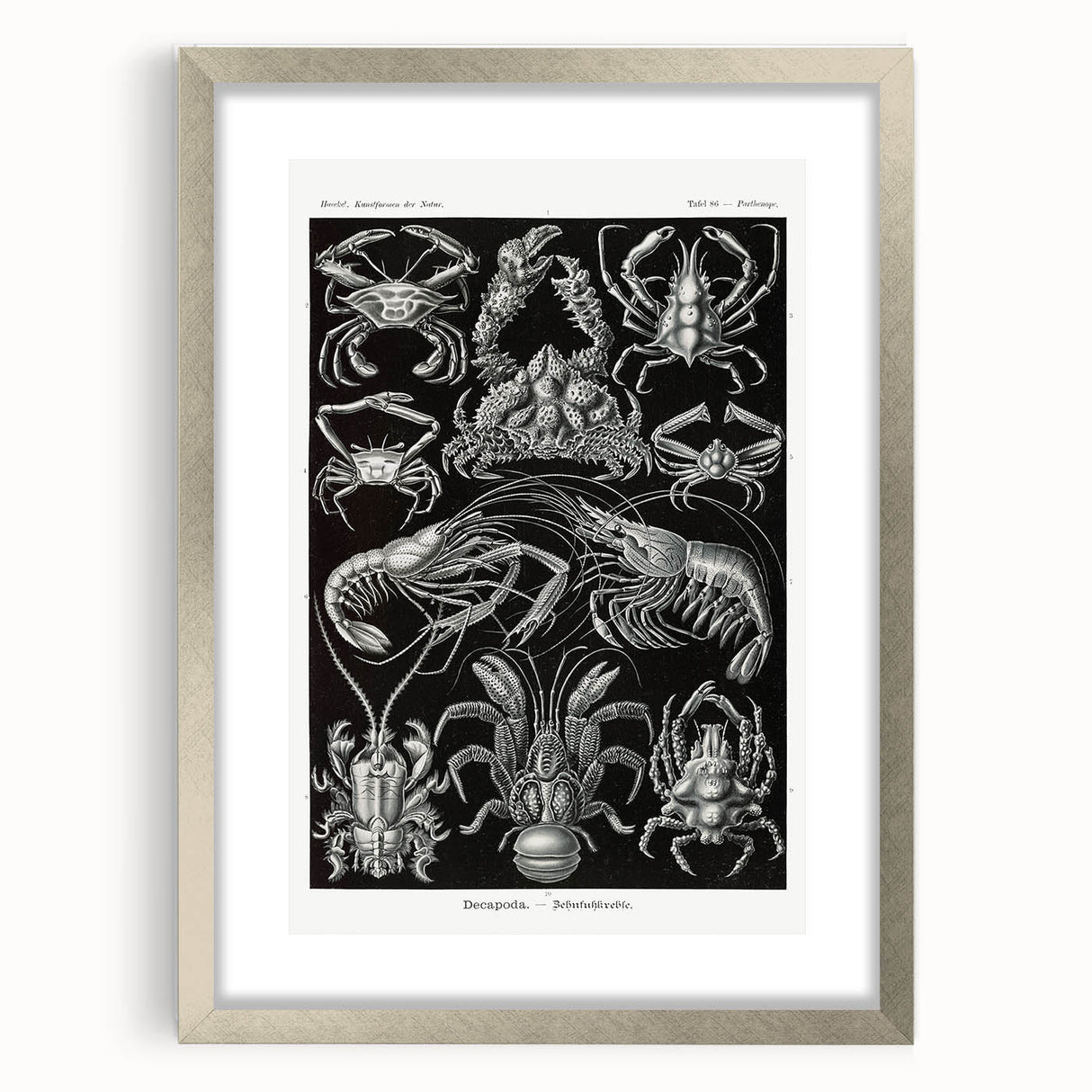 Modern Wall Art - Ernst Haeckel’s Decapoda Illustration Print