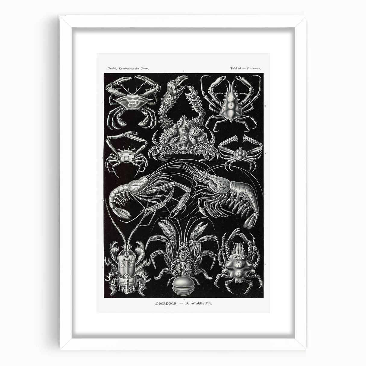 Modern Wall Art - Ernst Haeckel’s Decapoda Illustration Print