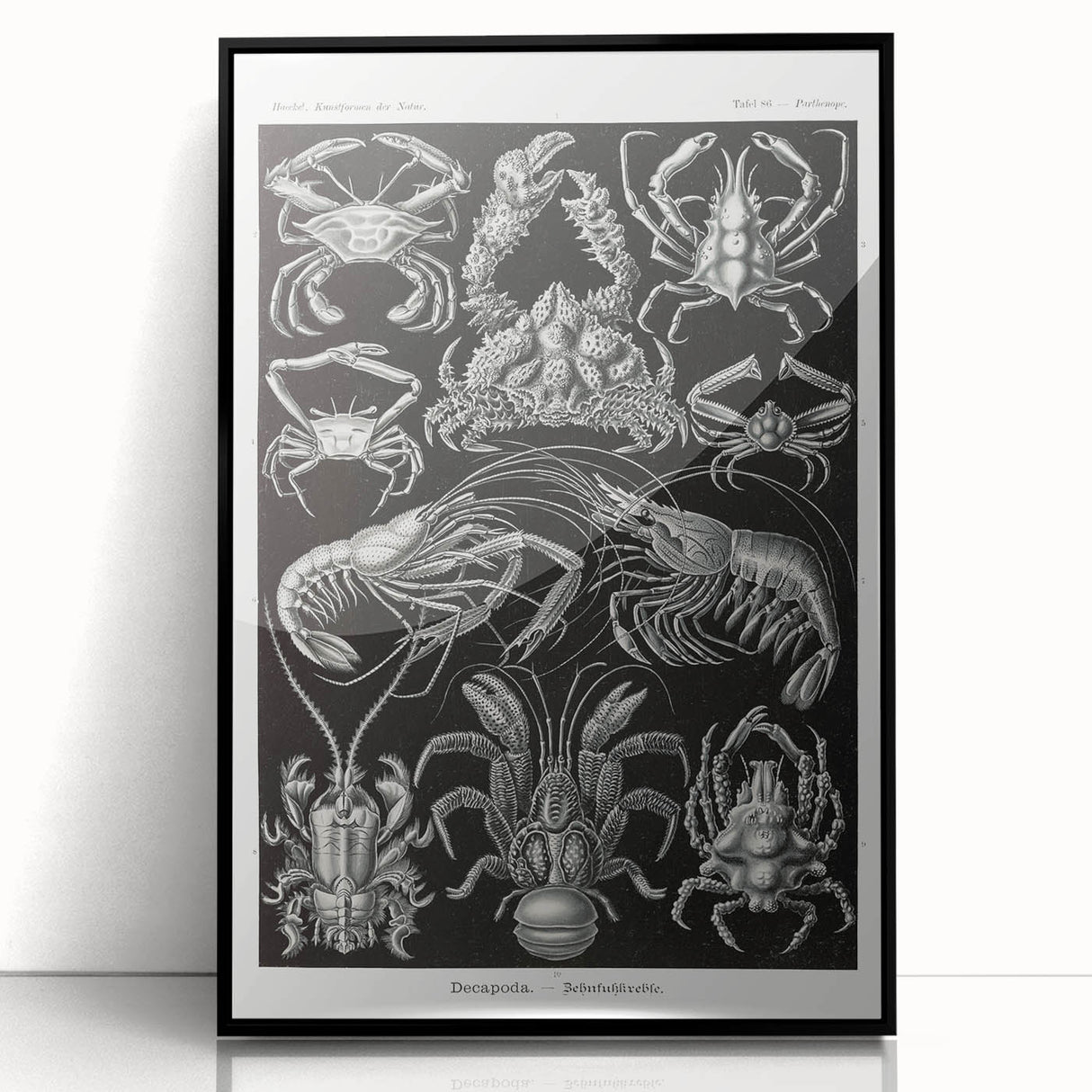 Modern Wall Art - Ernst Haeckel’s Decapoda Illustration Print