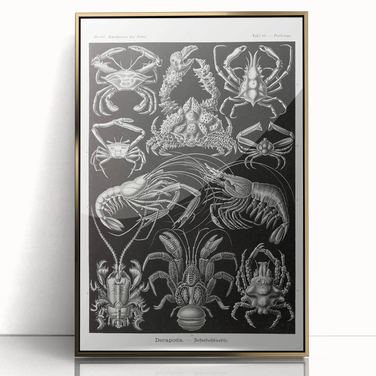 Modern Wall Art - Ernst Haeckel’s Decapoda Illustration Print