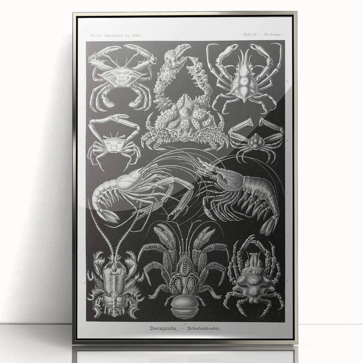 Modern Wall Art - Ernst Haeckel’s Decapoda Illustration Print