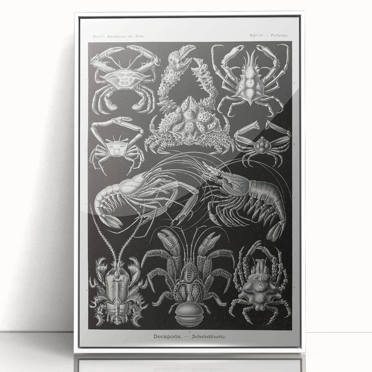 Modern Wall Art - Ernst Haeckel’s Decapoda Illustration Print