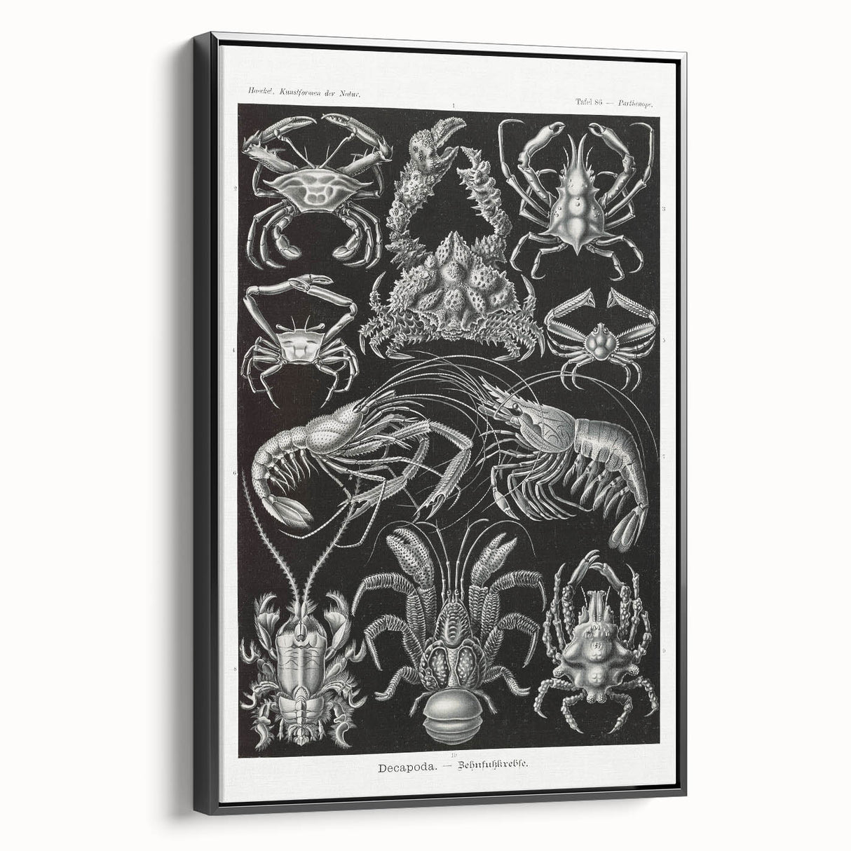 Modern Wall Art - Ernst Haeckel’s Decapoda Illustration Print