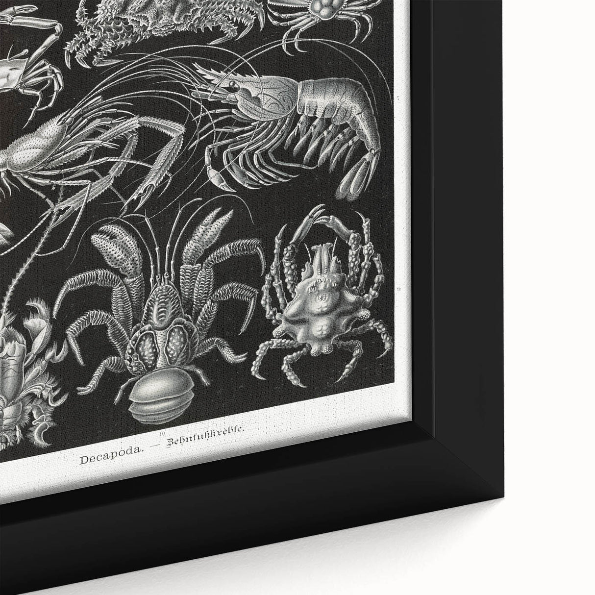 Modern Wall Art - Ernst Haeckel’s Decapoda Illustration Print