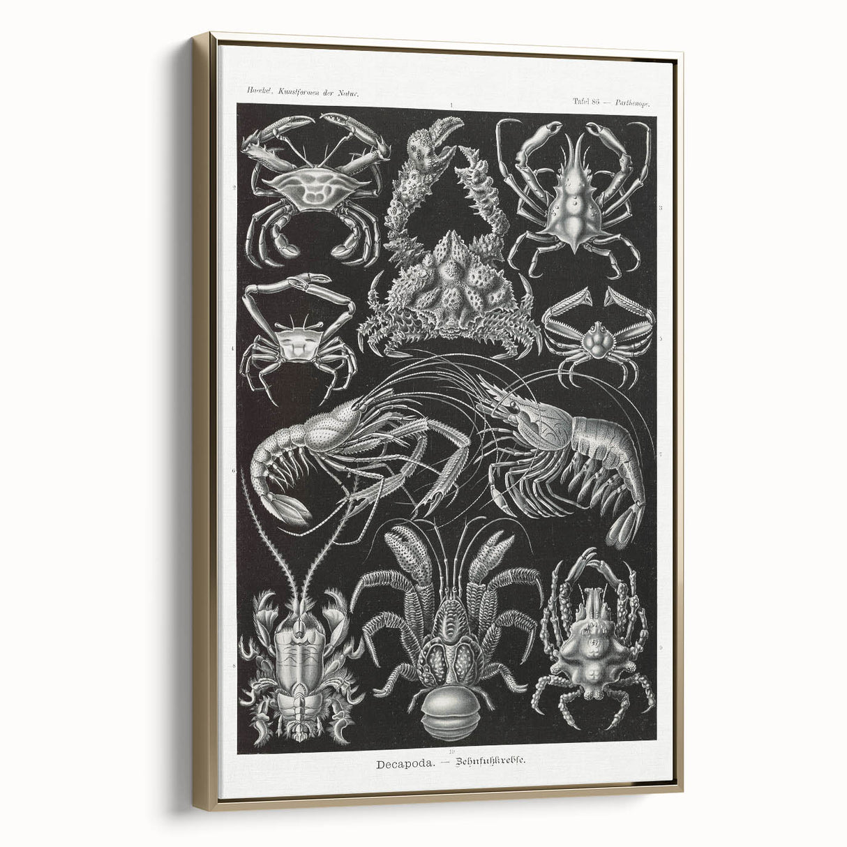 Modern Wall Art - Ernst Haeckel’s Decapoda Illustration Print