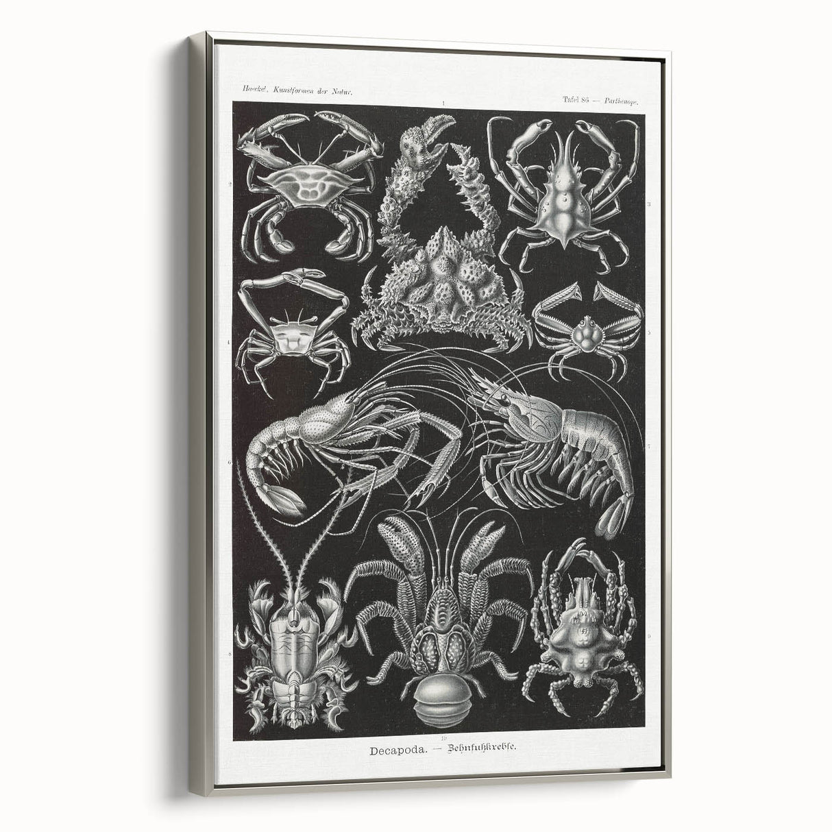 Modern Wall Art - Ernst Haeckel’s Decapoda Illustration Print