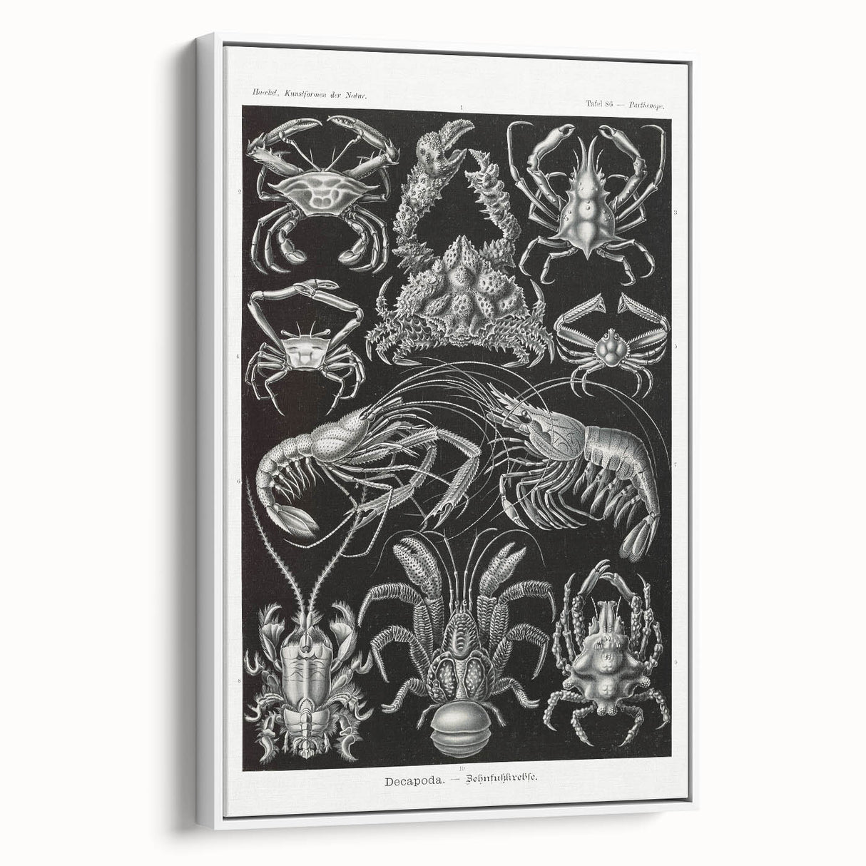 Modern Wall Art - Ernst Haeckel’s Decapoda Illustration Print