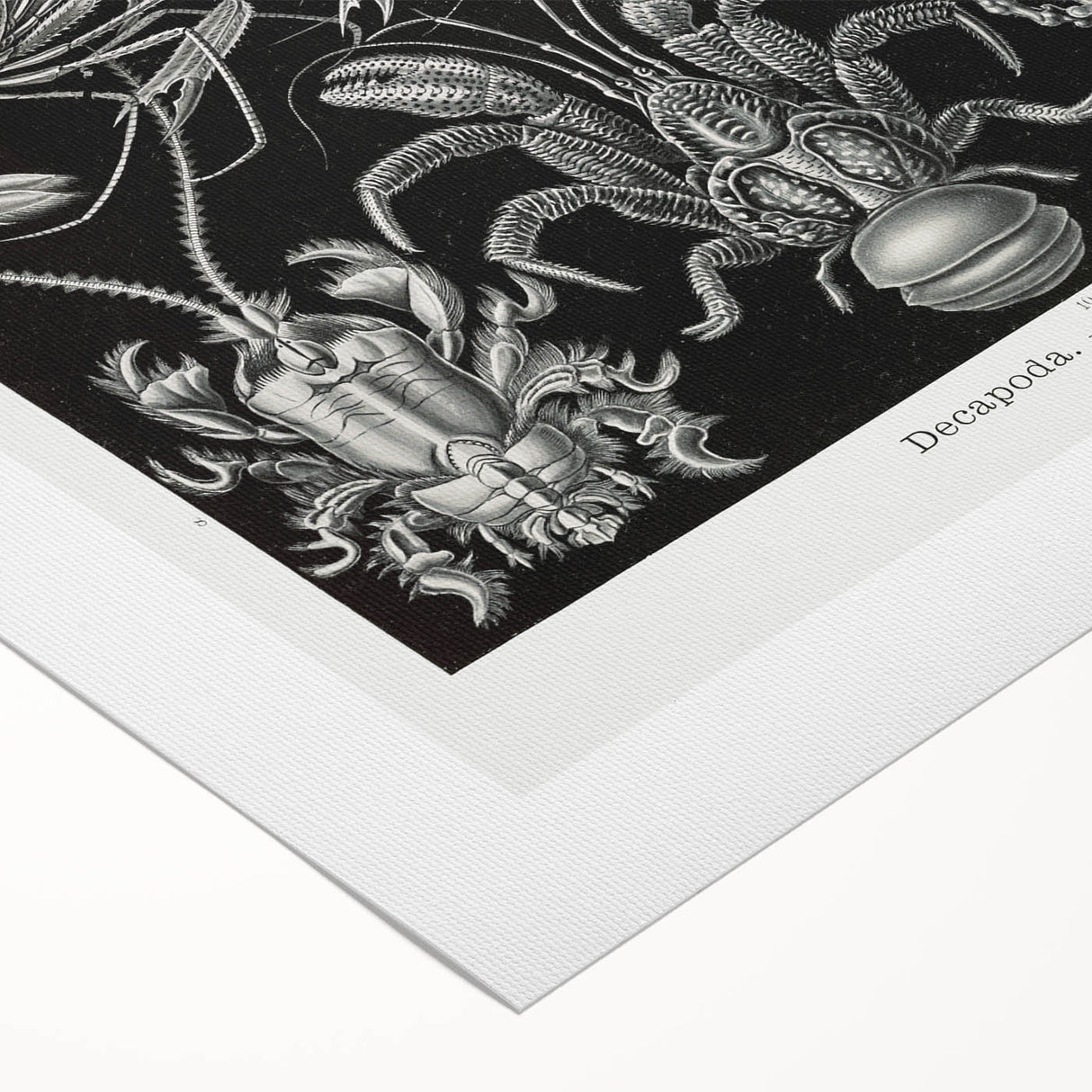 Modern Wall Art - Ernst Haeckel’s Decapoda Illustration Print