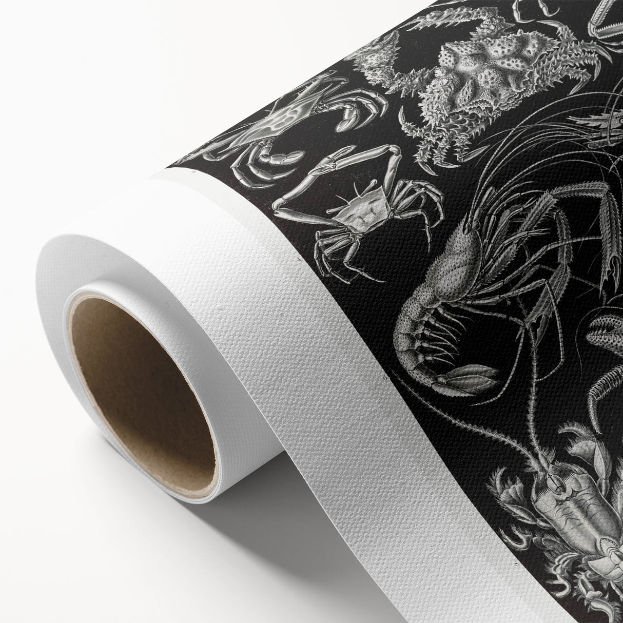 Modern Wall Art - Ernst Haeckel’s Decapoda Illustration Print