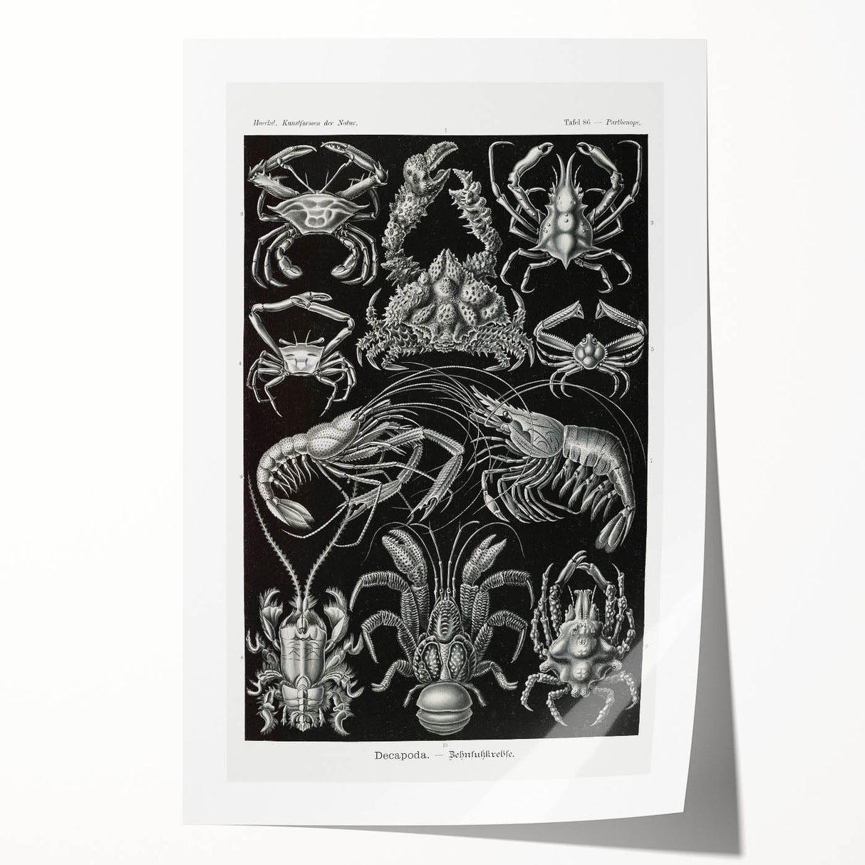 Modern Wall Art - Ernst Haeckel’s Decapoda Illustration Print