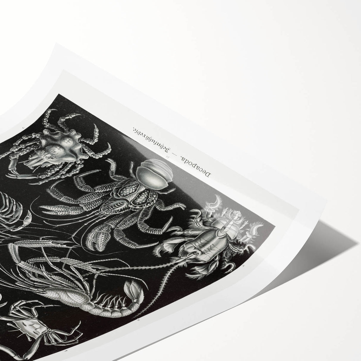 Modern Wall Art - Ernst Haeckel’s Decapoda Illustration Print
