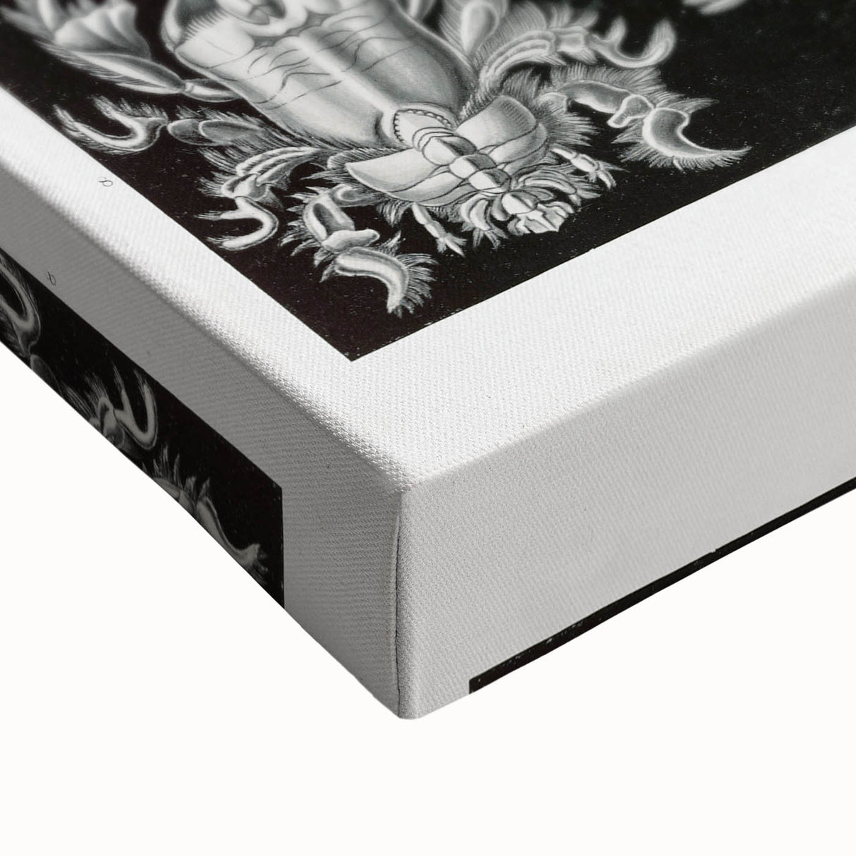 Modern Wall Art - Ernst Haeckel’s Decapoda Illustration Print