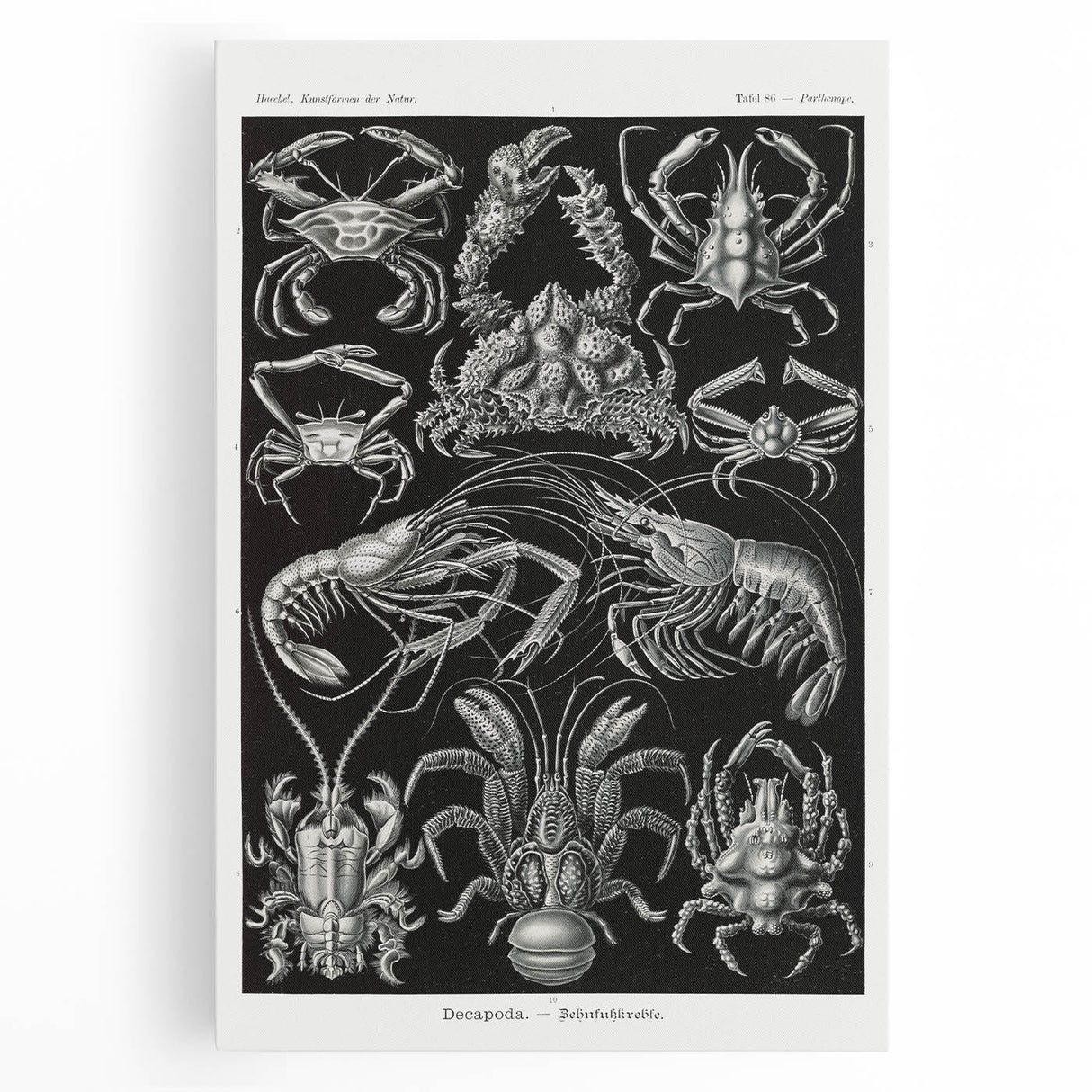 Modern Wall Art - Ernst Haeckel’s Decapoda Illustration Print
