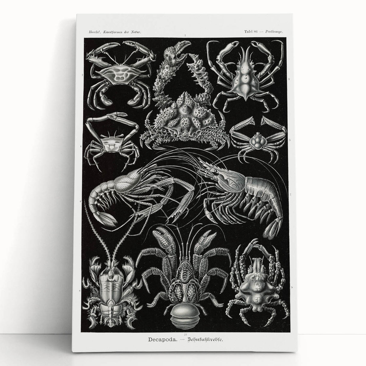 Modern Wall Art - Ernst Haeckel’s Decapoda Illustration Print