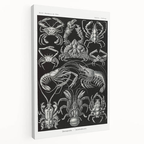 Modern Wall Art - Ernst Haeckel’s Decapoda Illustration Print