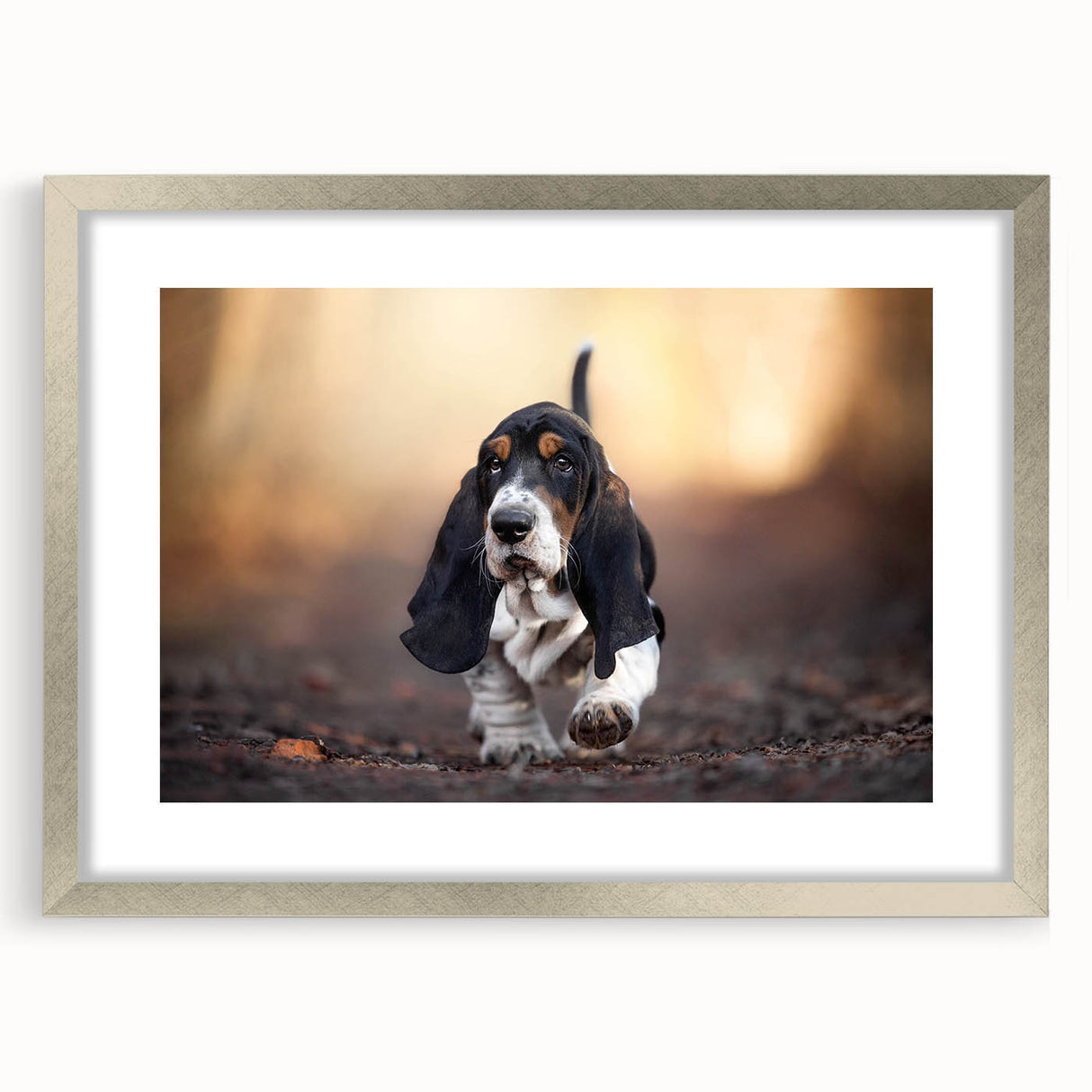 Basset Hound wall art collection framed in silver, showcasing a charming illustration of a Basset Hound against a white background, perfect for dog lovers' decor.