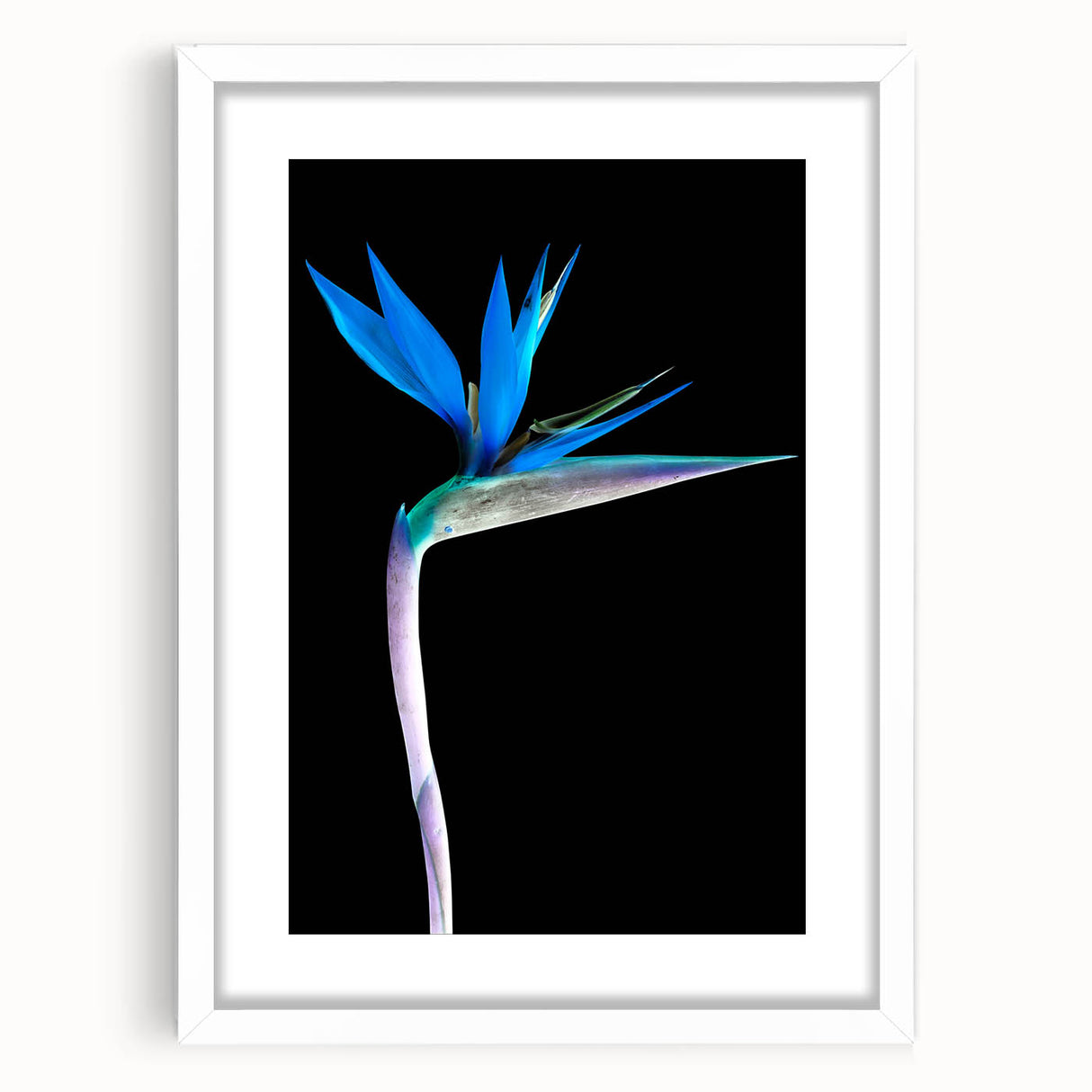 Botanical wall art featuring vibrant Bird of Paradise flowers in a sleek white frame with a mat, perfect for brightening up any room's decor.