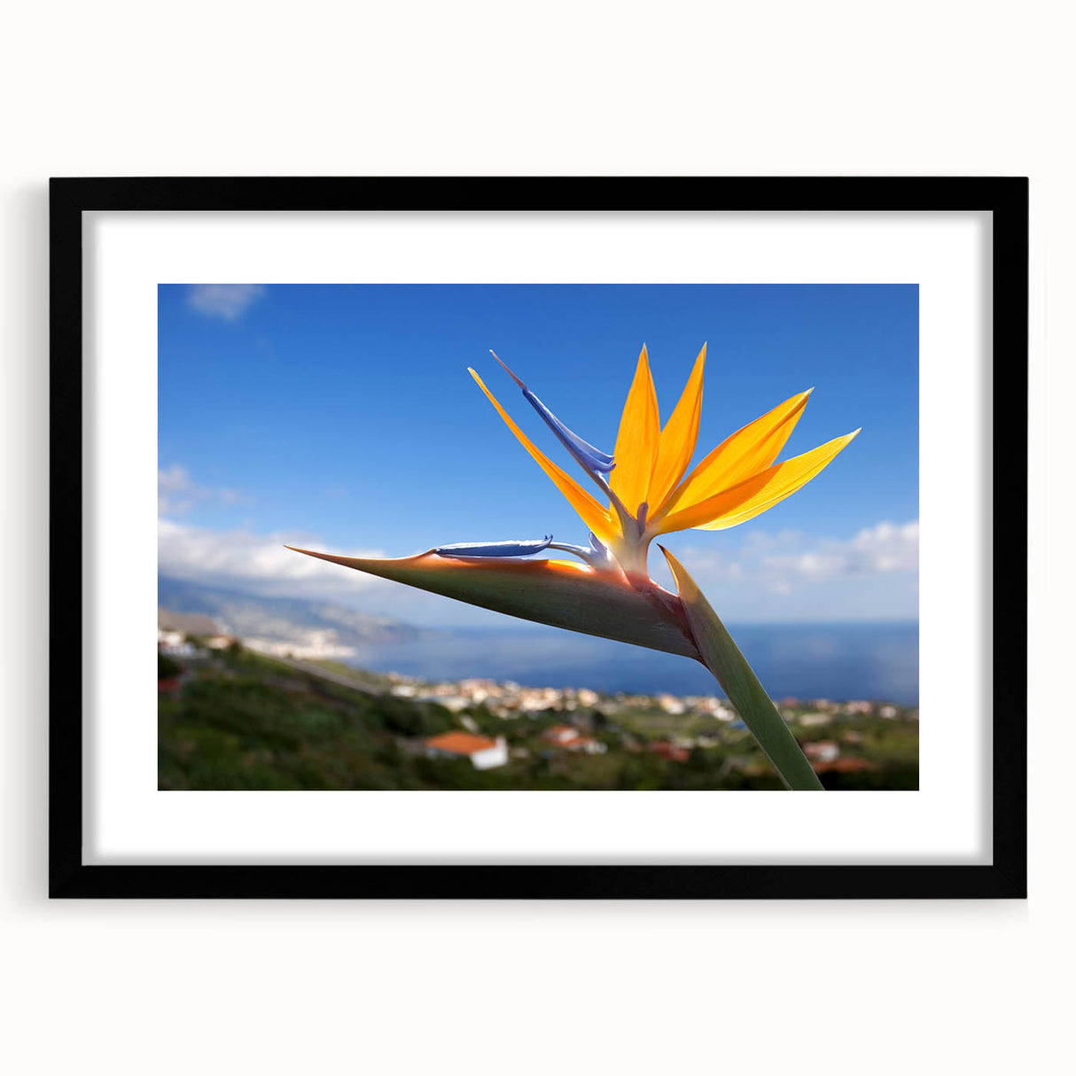 Botanical wall art featuring a vibrant Bird of Paradise design in a sleek black frame with a mat, ideal for adding a touch of nature-inspired elegance to home decor.