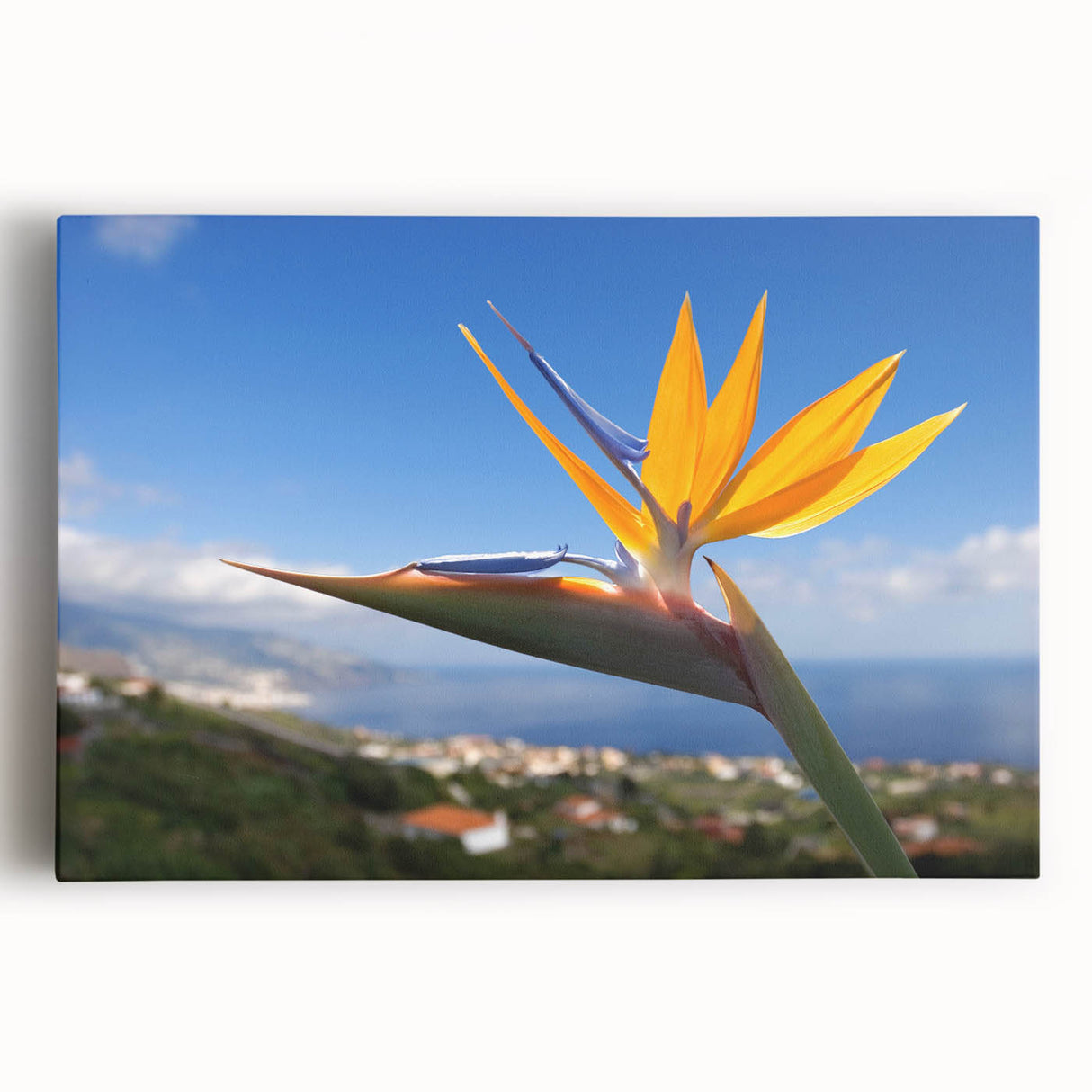 Vibrant wall art featuring a botanical design of a bird of paradise beautifully rendered on stretched canvas, showcasing vivid colors and intricate details, ideal for home decor.