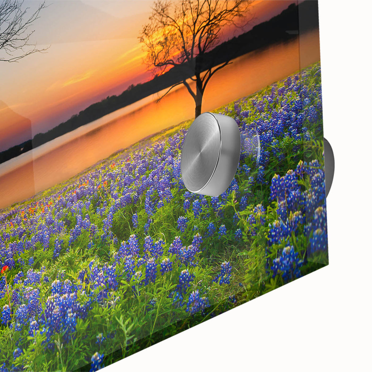 Close-up of a vibrant bluebonnet botanical wall art design featuring intricate floral details, set against a soft background, ideal for home décor.