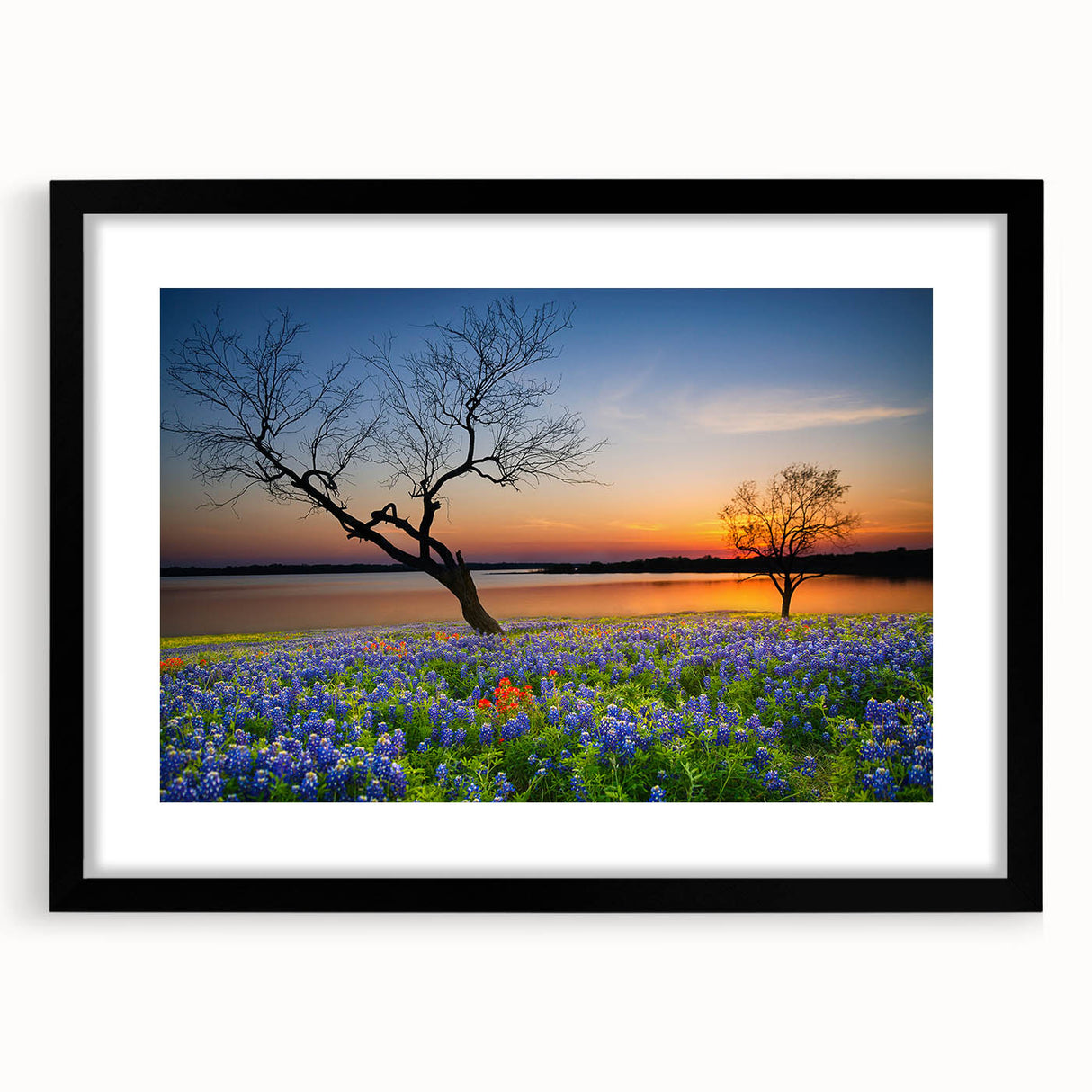 Framed botanical wall art featuring bluebonnet flowers in a black frame with a mat, showcasing intricate details and vibrant colors, perfect for home decor.