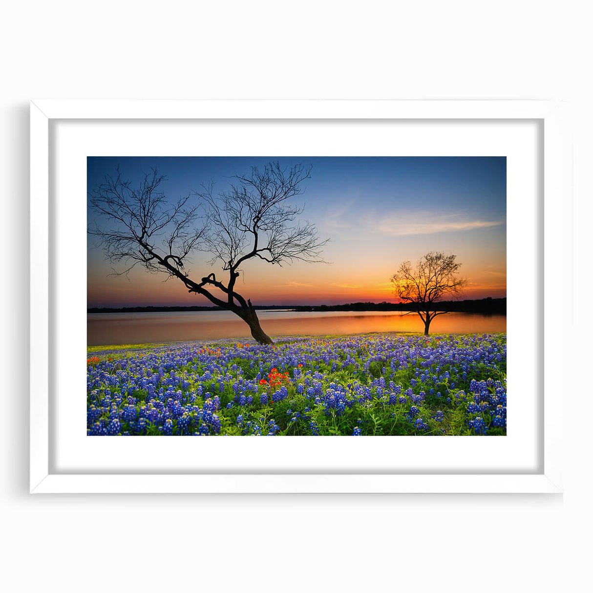 Framed botanical wall art featuring a vibrant bluebonnet design, set against a white mat and frame, perfect for home decor and nature enthusiasts.