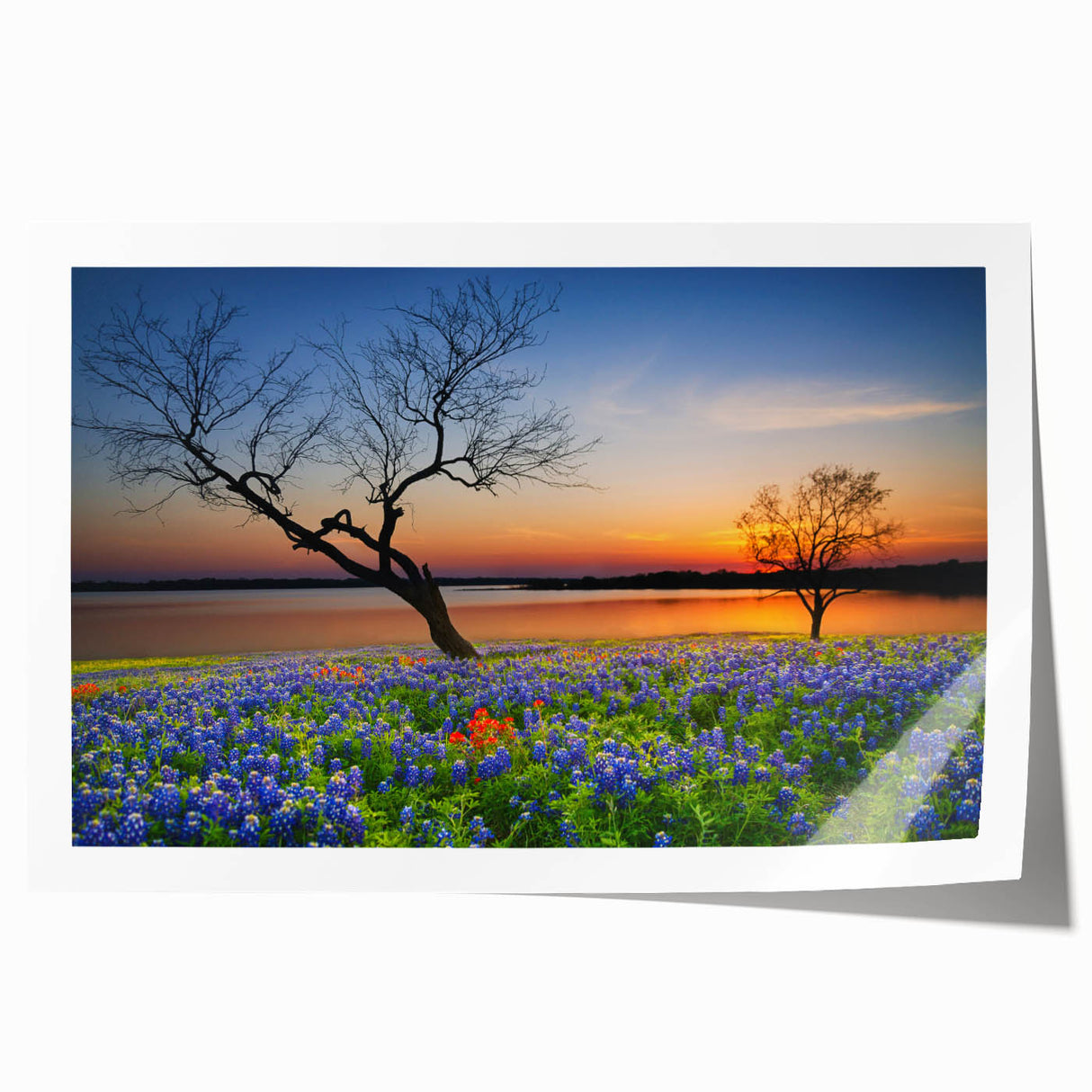 Vibrant bluebonnet floral wall art design featuring intricate botanical details, perfect for home decor, showcasing rich colors and artistic textures in a rolled print format.