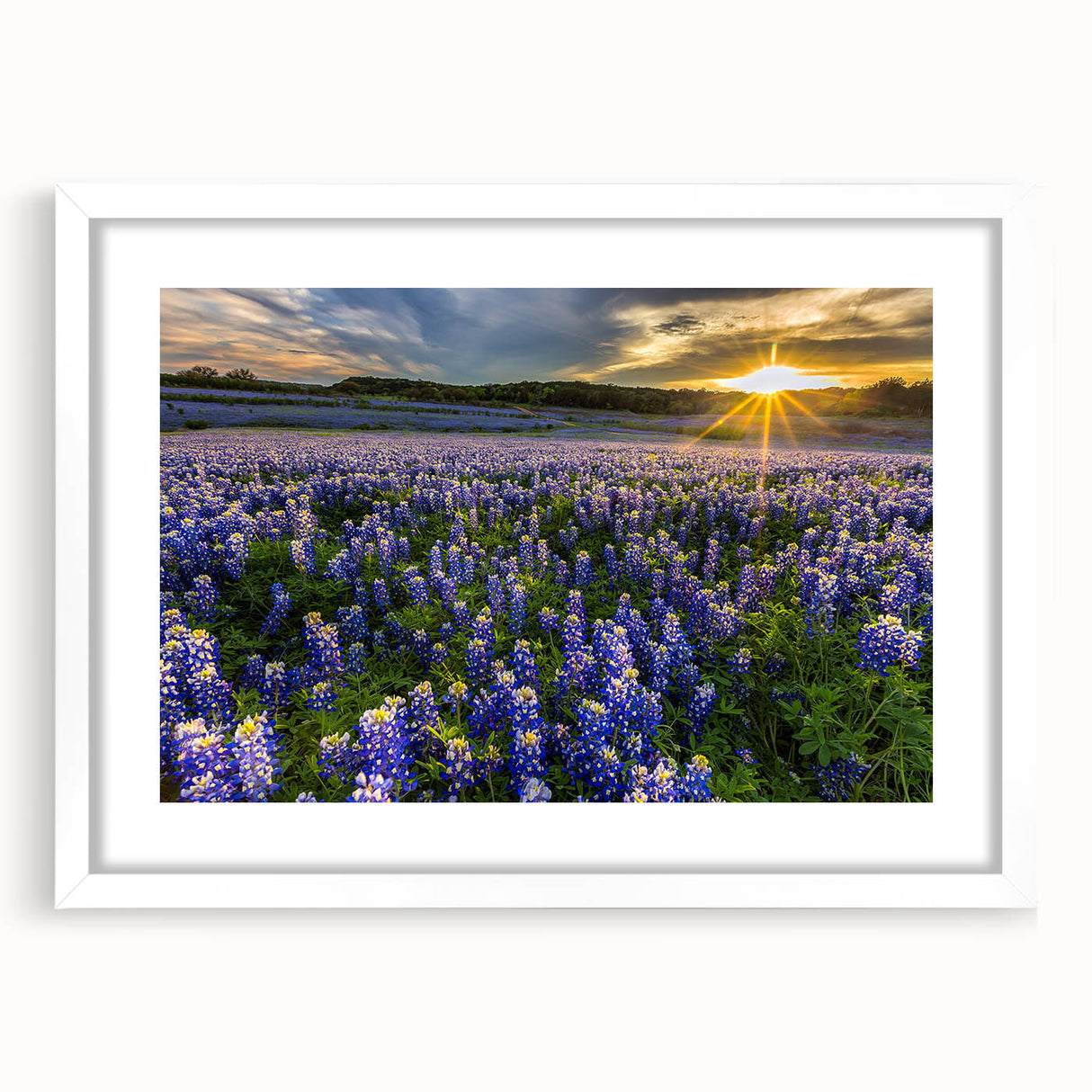 Framed botanical wall art collection featuring vibrant bluebonnet flowers against a crisp white mat, ideal for adding a touch of nature to home decor.