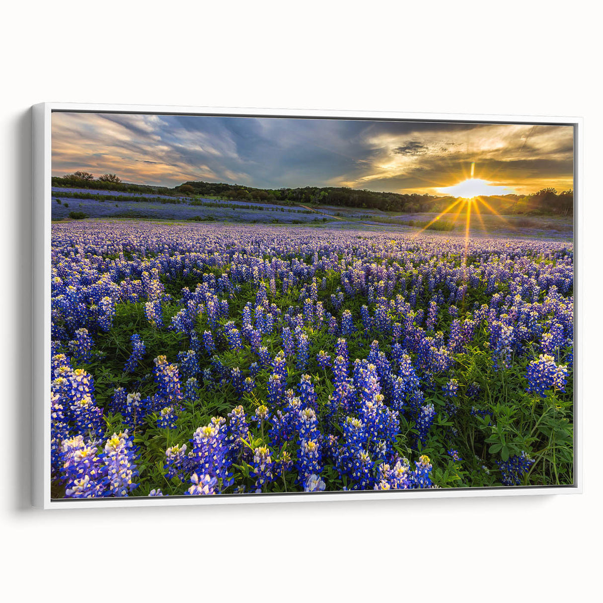 Framed wall art showcasing a vibrant bluebonnet botanical design on a canvas, featuring a white frame and side view display, ideal for home decor.