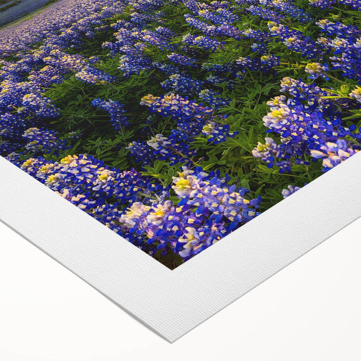 Botanical wall art featuring vibrant bluebonnet flowers in a rolled canvas design, perfect for home decor, showcasing intricate details and rich colors.