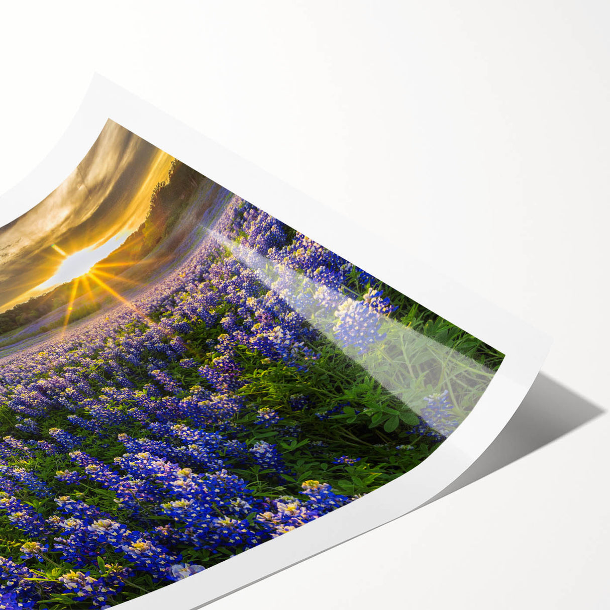 Vibrant bluebonnet botanical wall art print showcasing delicate flowers in shades of blue and green, rolled and ready for framing, perfect for home decor.