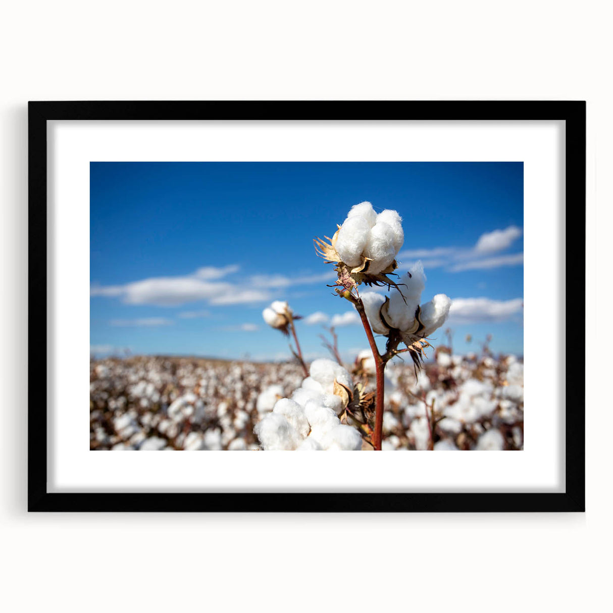 Botanical wall art collection showcasing vibrant floral designs on cotton, framed with a sleek black mat, perfect for modern home decor.