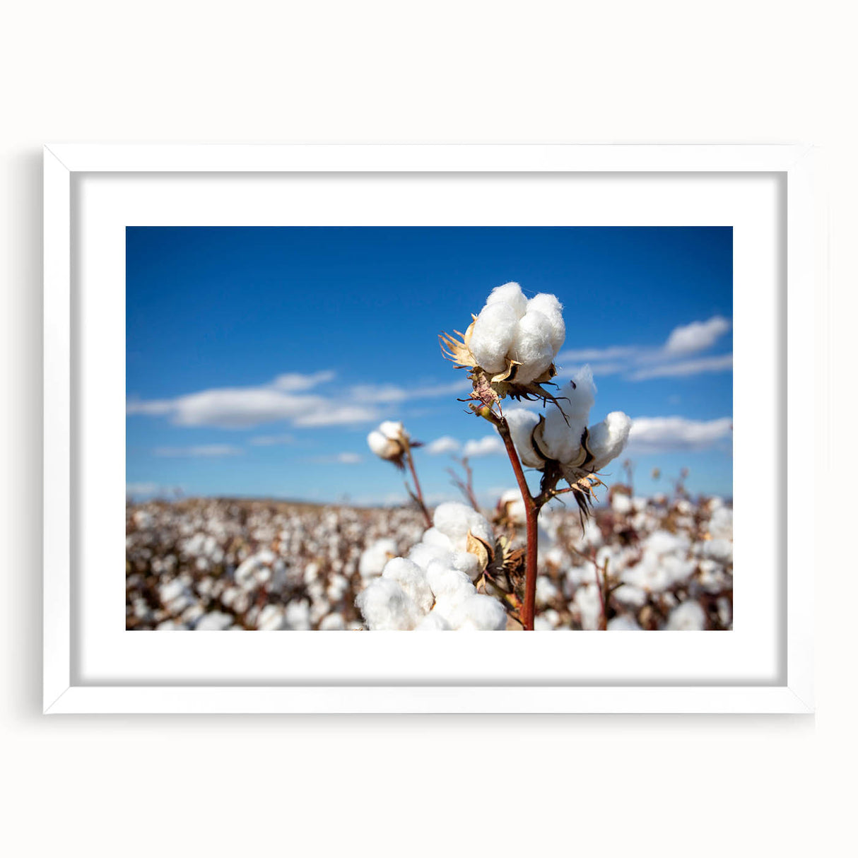 Botanical cotton wall art design featuring vibrant floral illustrations in a white frame with a mat, showcasing a modern aesthetic for home decor.