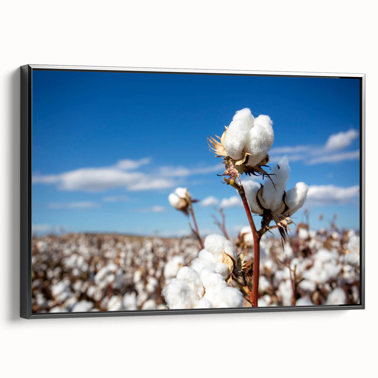 Framed wall art featuring a botanical cotton design with vibrant flowers, displayed in a black frame, showcasing intricate details and textures for home decor.