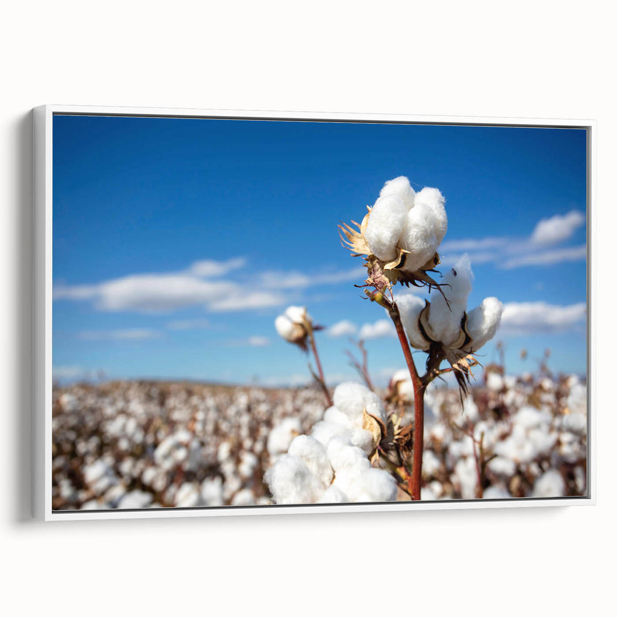 Framed canvas wall art showcasing a botanical flower design on cotton, featuring a white frame and side view perspective, perfect for home decor.