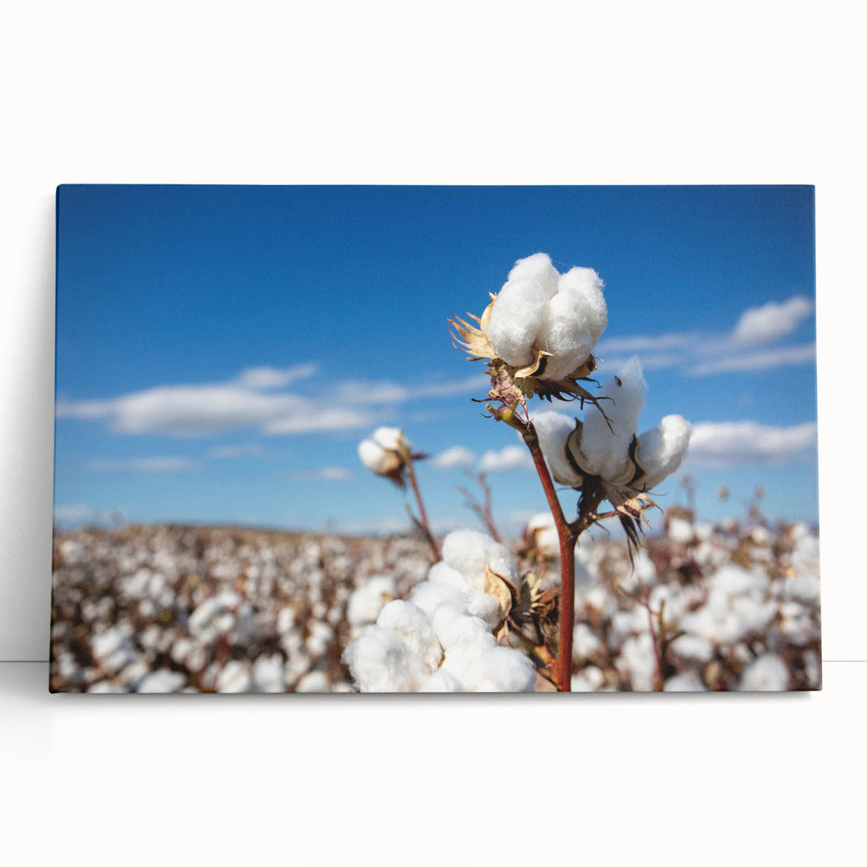 Vibrant botanical wall art design featuring colorful flowers on stretched cotton canvas, elegantly leaning against a textured wall, enhancing home decor.