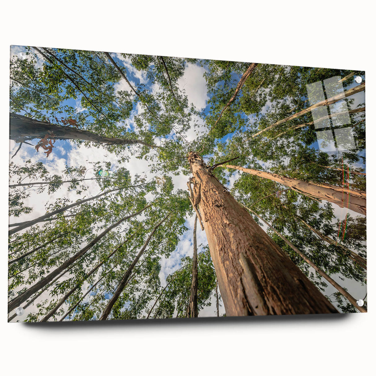 Eucalyptus botanical wall art design rendered in acrylic glass, showcasing vibrant green leaves and delicate details, elegantly displayed with pins on a neutral background. Perfect for home décor enthusiasts seeking a modern, nature-inspired aesthetic.