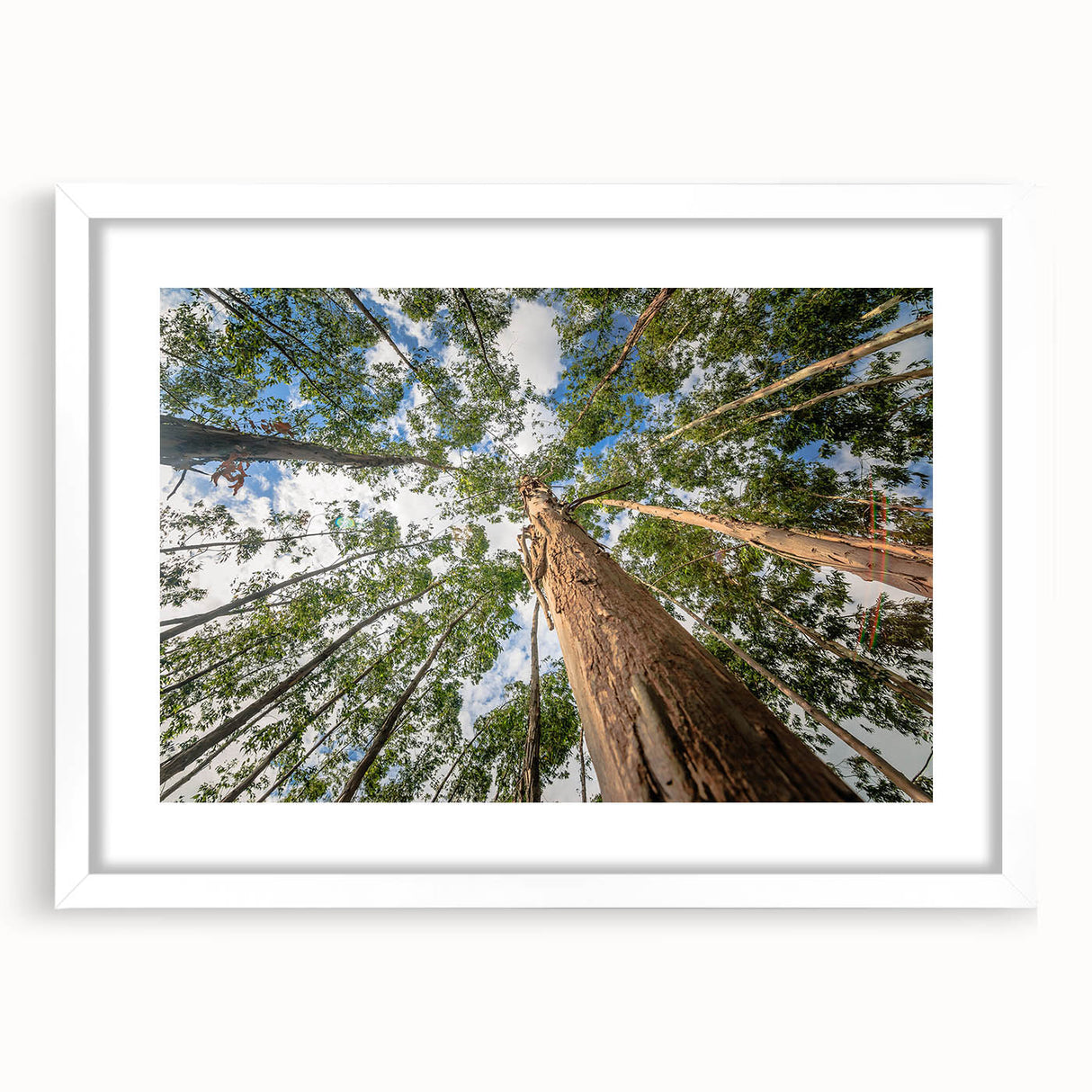 Eucalyptus botanical wall art design in a white frame with mat, showcasing delicate green leaves against a light background, perfect for home decor.