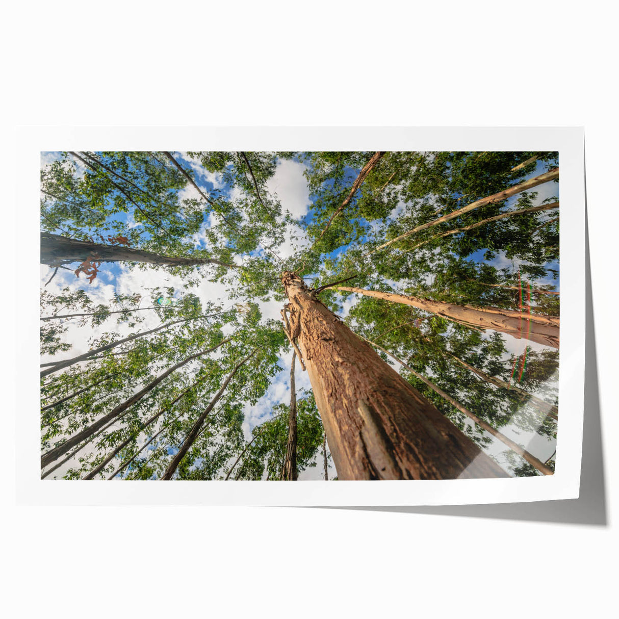 Elegant botanical wall art print showcasing a detailed eucalyptus design in soft green and blue hues, rolled and ready for display or framing, ideal for home decor.