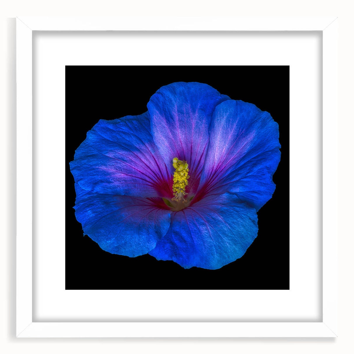 Hibiscus botanical wall art design in a white frame with a mat, showcasing vibrant floral colors and intricate details, perfect for home decor.